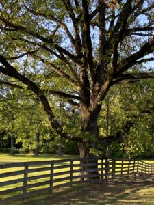 Trees remind me of writing.Illustrate the title
